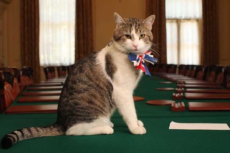 An image of Larry the cat, Chief Mouser to the Cabinet Office